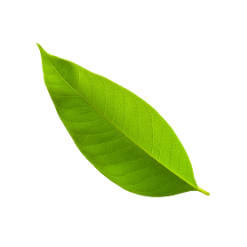 crecimiento cerca medio ambiente natural exuberante 1